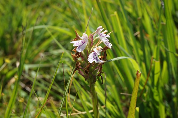 Heath spotted-orchid on Fairwood Common